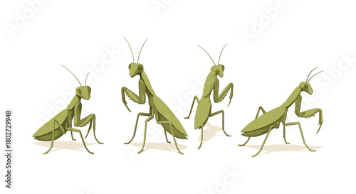 Praying mantis in various poses on white background