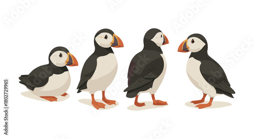 Group of atlantic puffins in various poses on white background
