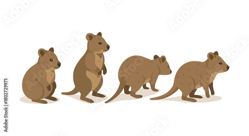 Cute quokka set in flat style: playful and adorable wildlife illustration