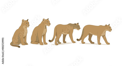 Realistic pumas: walking and sitting poses on white background