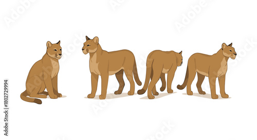 Puma in various poses: detailed wildlife graphic with neutral background