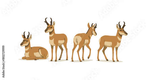 Pronghorn antelope: four positions in modern flat style on white background