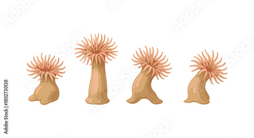Sea anemone growth stages: a natural ocean marine life concept