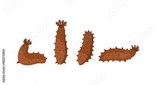 Colorful sea cucumbers in flat style on white background