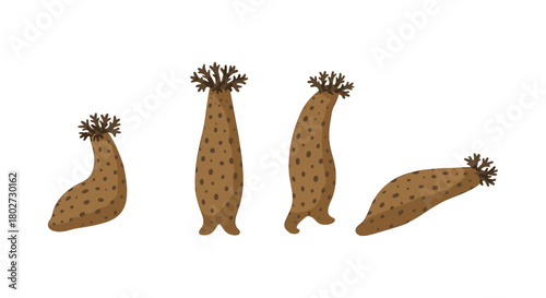 Flat stylized sea cucumber set on white background for marine life enthusiasts