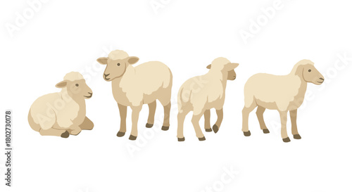 Cute sheep set in flat style: four adorable farm animals on white background