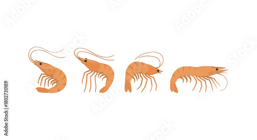 Shrimp set: stylized seafood design for culinary and marine themes