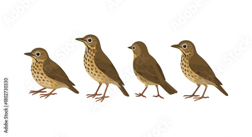 Bird evolution stages: detailed brown birds in flat style on white background