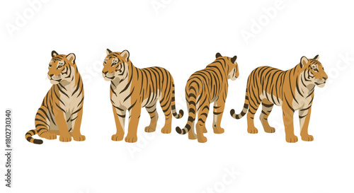 Realistic tiger poses: front, back, profile view with bold stripes on white background