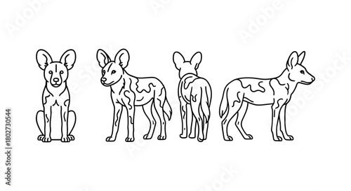 African wild dog in linear style: four detailed black and white views