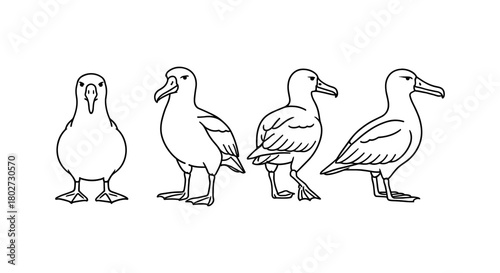 Albatross bird vector art featuring various poses in linear style