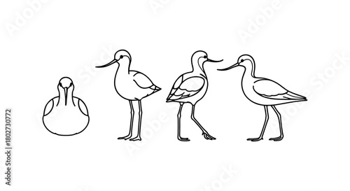 Minimalist line art of four birds in different poses