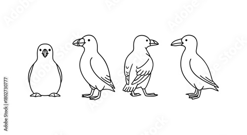 Line art illustrations of penguin and bird in multiple poses and views