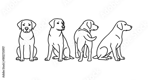 Linear outline of labrador retrievers in different poses on white background