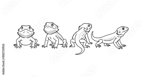 Bearded dragon lizard sketch: four black and white line drawings