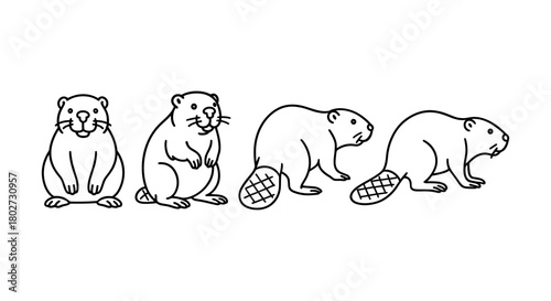 Linear style beavers in various poses for nature and wildlife illustrations