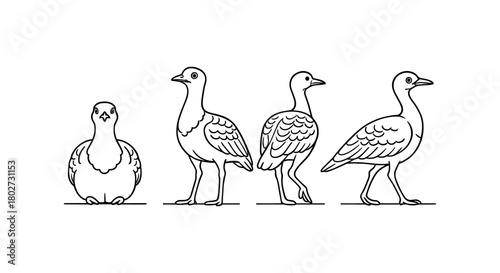 Linear silhouette of pigeon in four stages of walking