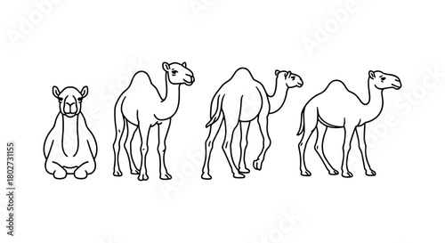 Linear camel illustrations in various poses including sitting and walking