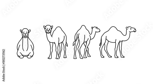 Linear camel silhouettes in various poses on white background