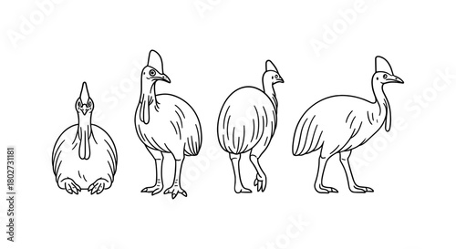 Linear cassowary bird outline in various poses