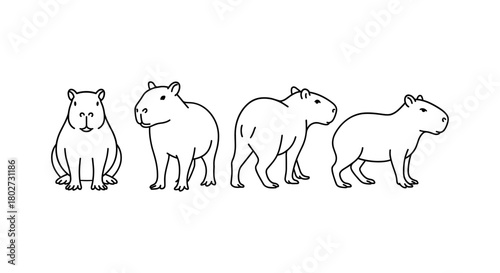Capybara line art: minimalist animal illustration in four poses