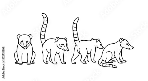 Linear outline of coatis in various poses on white background
