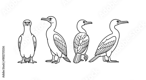 Line art cormorants: minimalist bird illustrations in profile view