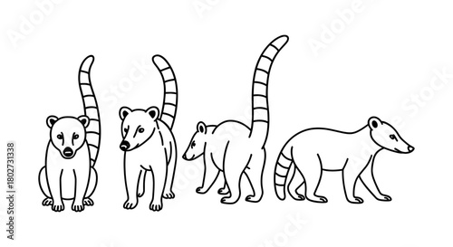 Linear coati designs: collection of cute standing and walking wildlife animals