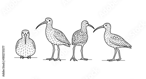 Linear art of curlew birds: minimalist bird line drawings in various poses