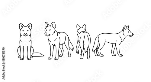Dog line sketches from different angles