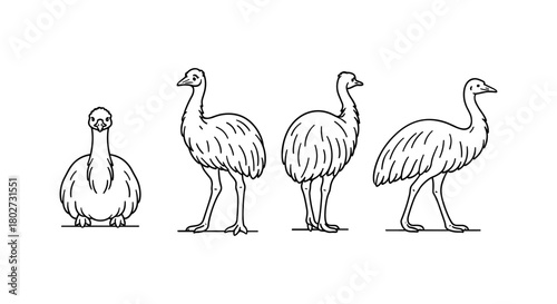 Emu silhouette in various poses with black outlines on white background