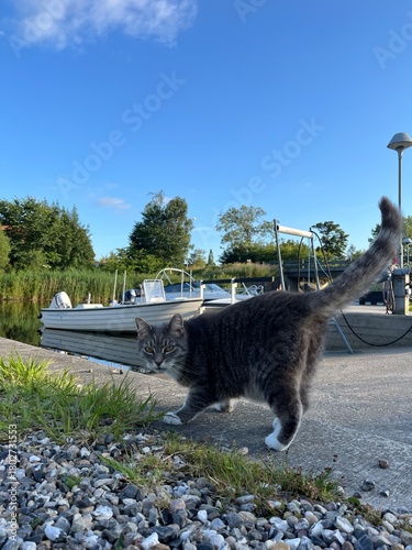 cat in the marina