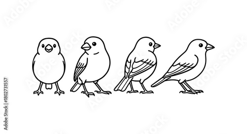 Bird evolution outline: from chick to adult in four stages of growth