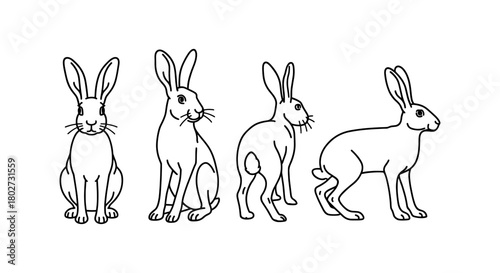 Linear rabbit sketches in various poses for art and design projects