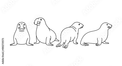 Outline drawing of four seals in distinct poses on a white background