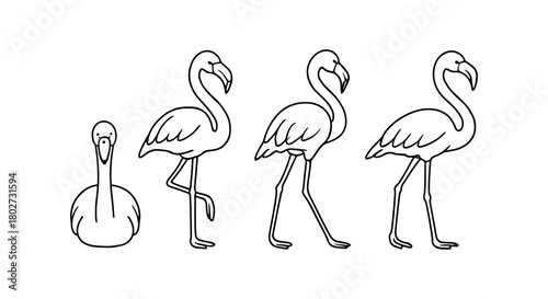 Linear flamingo outline: elegant bird standing and sitting in minimalist style
