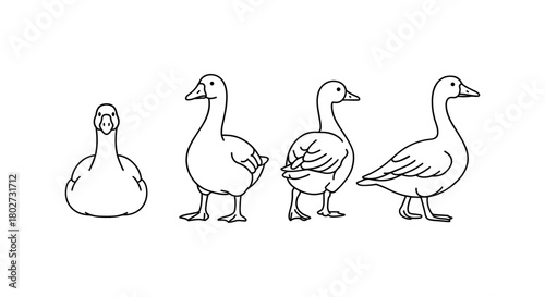 Line art geese collection: elegant birds in minimalist outline style