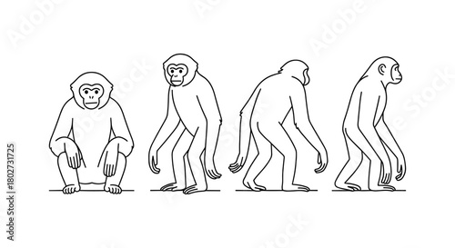 Linear monkey evolution lineup in minimalist style showing different angle views