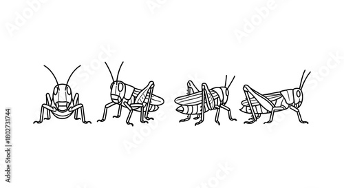 Grasshopper line art: set of four insect illustrations in linear style