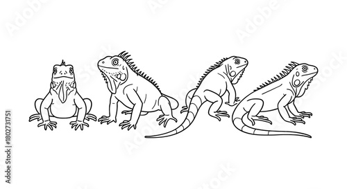 Linear iguana art: detailed reptile drawing featuring iguanas in various poses