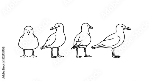Seagull line art: four views of a bird in minimalist style