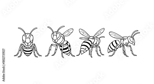 Detailed line art of bees: four intricate black and white insect designs