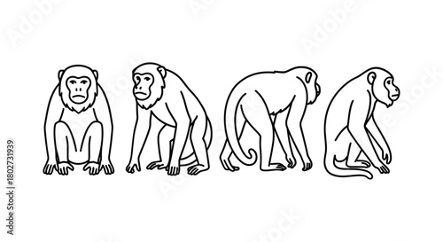 Monkey evolution: linear side view sequence of primate standing and sitting