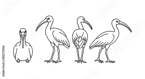 Linear outline set of ibis birds in various poses on white background