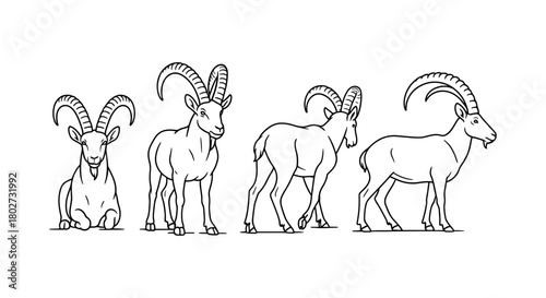 Linear wild goat outline: majestic animal poses and horn details
