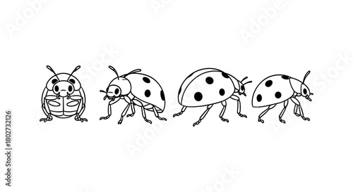 Animated ladybug lifecycle in linear style