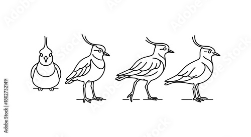 Linear evolution of bird sketch from front to side views