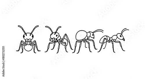 Set of four linear ant icons in black and white for nature and wildlife designs