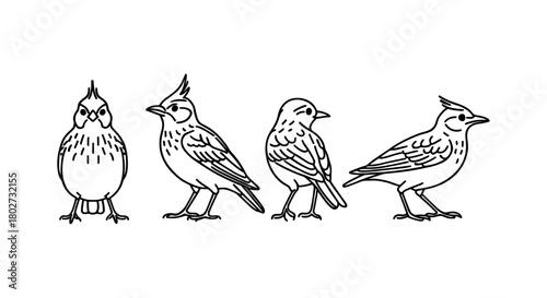 Set of linear bird drawings: four bird species with detailed patterns