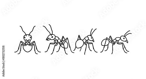 Line art ants: simple black outline insects for nature and science designs